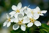 Apple tree blossoming flowers