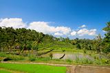 Green rice terraces