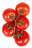Branch of fresh tomatoes with water droplets isolated