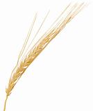 Vector wheat ear.