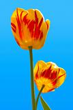 Two tulips in sky