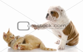 dog and cat fight
