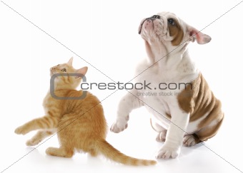 scared dog and cat