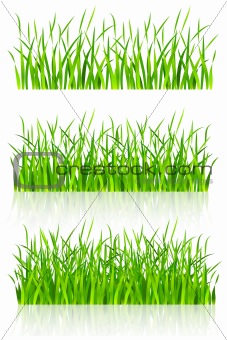 dense green grass