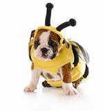 puppy dressed up like a bee
