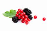 Fresh ripe mulberries and red currants