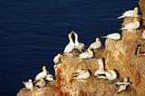 German island Helgoland -  northern gannets