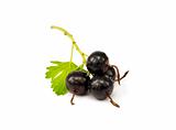Black currant with leaf