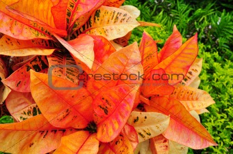 Colored leafy plant