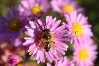 Honey bee on a flowe