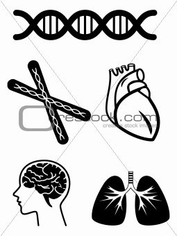 medical symbols of organ
