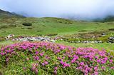 Rhododendron flowers in summer mountain 