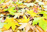 autumn background (yellow abscissed leafs)