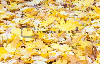 Yellow autumn maple leafs
