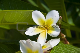 Close-up view at a tropical flower Plumeria