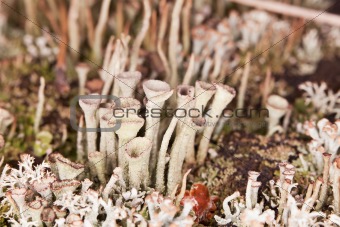 Lichen - Cladonia close-up