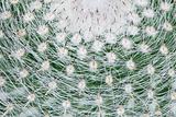 Top of large cactus with sharp spines