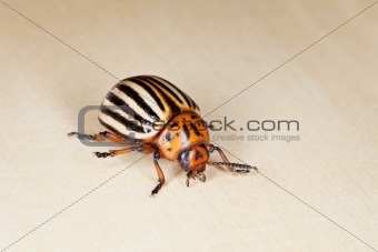 Colorado beetle crawling