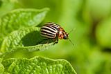 Colorado beetle intends to fly from potato leaf
