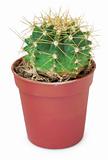 Ð«mall round cactus in pot