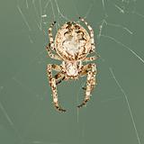 Big spider in web
