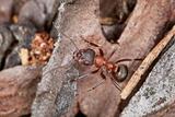 Red ant hunts in wood - close up