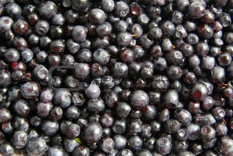  blueberry background