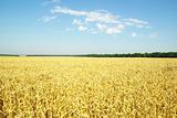 field of wheat 