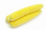  maize