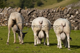 Three rams with enormous testicles