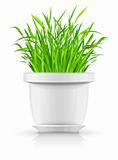 white flowerpot with green grass