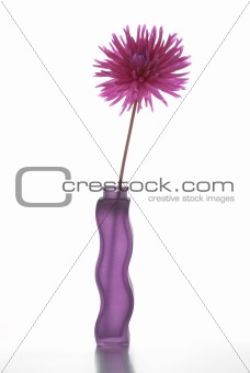 Single purple dalia flower