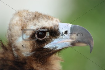 Himalayan vulture close up