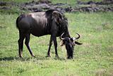 Wildebeest - Maasai Mara Reserve - Kenya