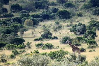 Maasai Mara Reserve - Kenya