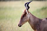 Topi - Maasai Mara Reserve - Kenya