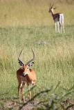 Imapala Antelope - Maasai Mara Reserve - Kenya