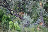 Lion Cub - Maasai Mara Reserve - Kenya