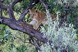 Lion Cub - Maasai Mara Reserve - Kenya