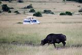 Buffalo - Maasai Mara Reserve - Kenya