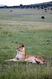 Lion - Maasai Mara Reserve - Kenya