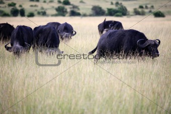 Buffalo - Maasai Mara Reserve - Kenya