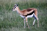 Thompsons Gazelle - Maasai Mara Reserve - Kenya