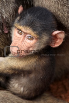 Baby Baboon - Kenya
