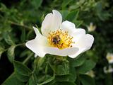 Bee on white briar flower