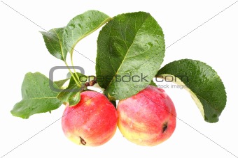 paradise apples isolated
