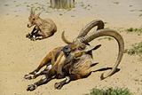 young and old nubian ibexes resting