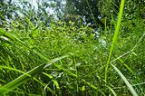 Green furry tall grass closeup