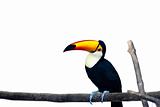 Beautiful Toucan on White Background