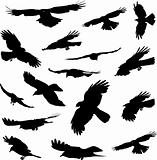 Birds flying silhouettes